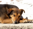 В Вольске застрелены 640 бродячих собак