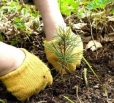 В апреле в области пройдет «День посадки леса»