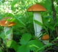 С начала года грибами отравилось 16 жителей области