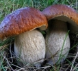 6 человек в Саратовской области умерли от отравления грибами