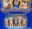 В Вольске пройдет выставка «Федерация кошек»