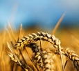 В Саратовской области показатели сельского хозяйства идут на спад