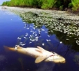 Росприроднадзор просит сообщать о массовой гибели рыб