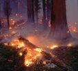 Вольск готовится к лесным пожарам